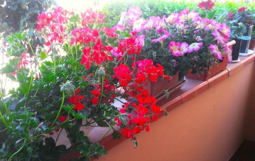 A Casa Doina Airport2 Bed & Breakfast Pisa Ngoại thất bức ảnh